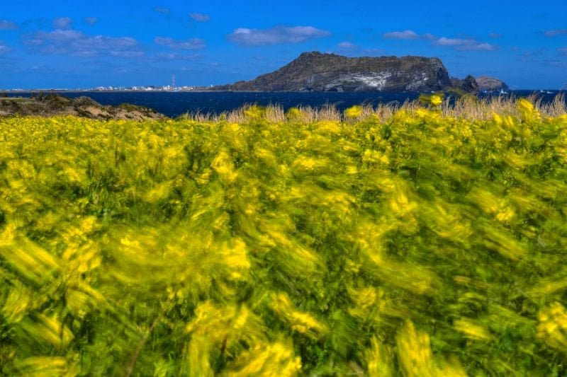 世界遺産祭り-「済州火山島と溶岩洞窟」（세계유산 축전 - '제주 화산섬과 용암동굴' ） (2/4)