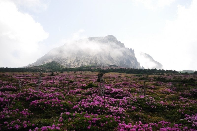 世界遺産祭り-「済州火山島と溶岩洞窟」（세계유산 축전 - '제주 화산섬과 용암동굴' ） (3/4)