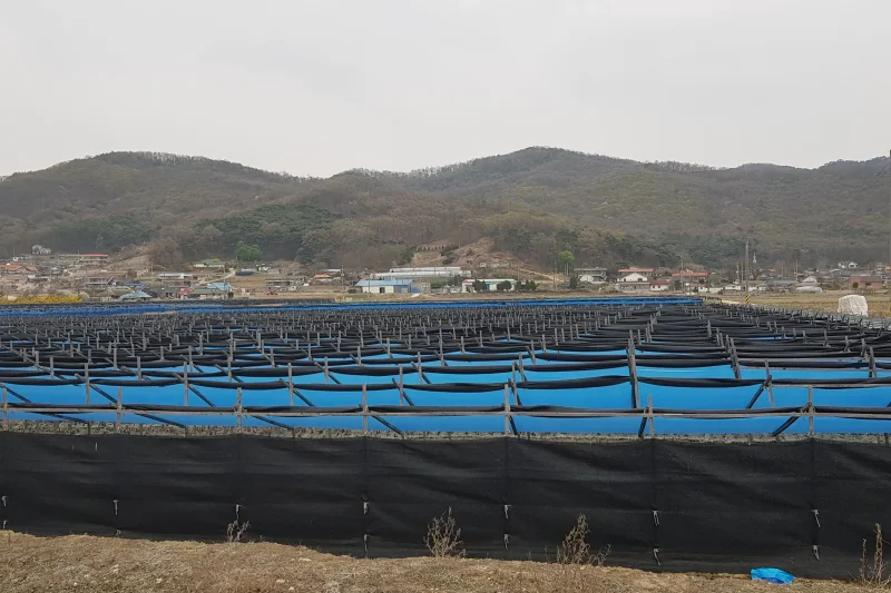 江華島1日、平和観光体験ツアー (21/42)