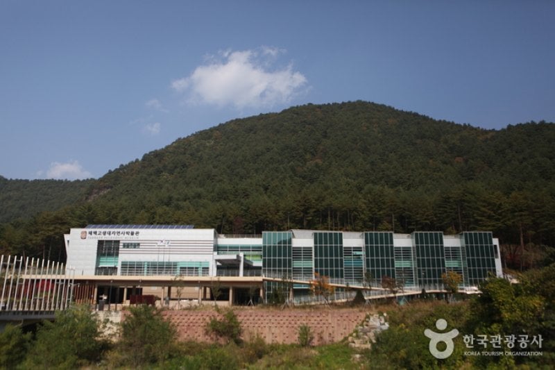 太白古生代自然史博物館（태백 고생대 자연사 박물관） (6/13)