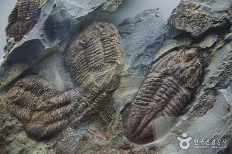 太白古生代自然史博物館（태백 고생대 자연사 박물관） (13/13)