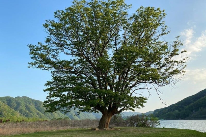 華川 指輪橋＆アルルテーマ樹木公園（화천 반지교&아를테마수목공원） (2/7)