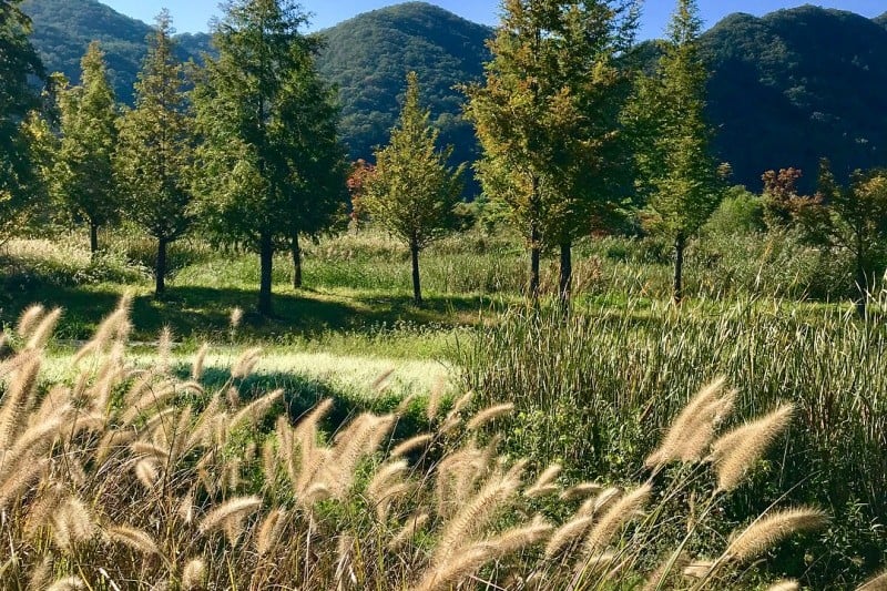 華川 指輪橋＆アルルテーマ樹木公園（화천 반지교&아를테마수목공원） (7/7)
