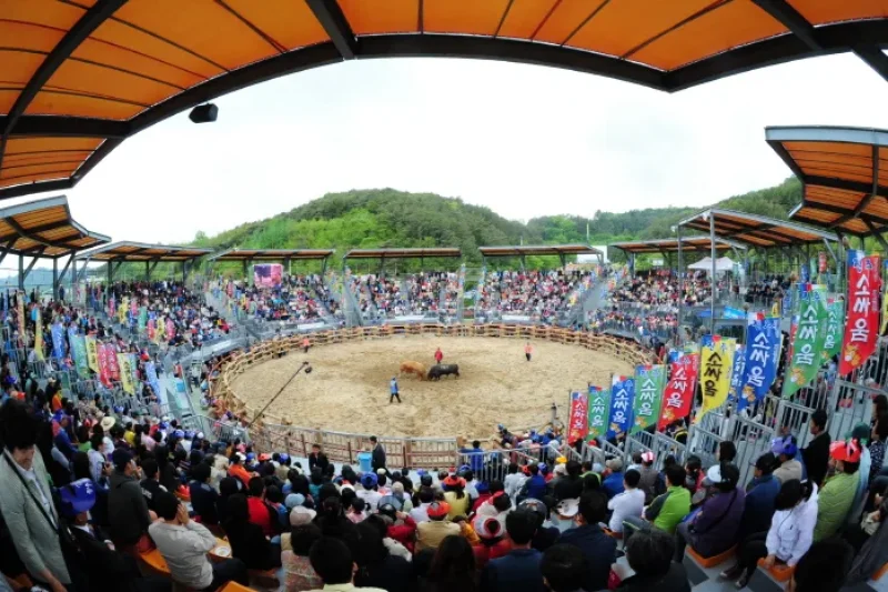 晋州闘牛競技場（진주소싸움경기장） (1/6)
