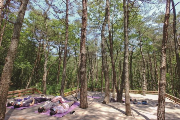 釜山 癒しの森（부산 치유의 숲）