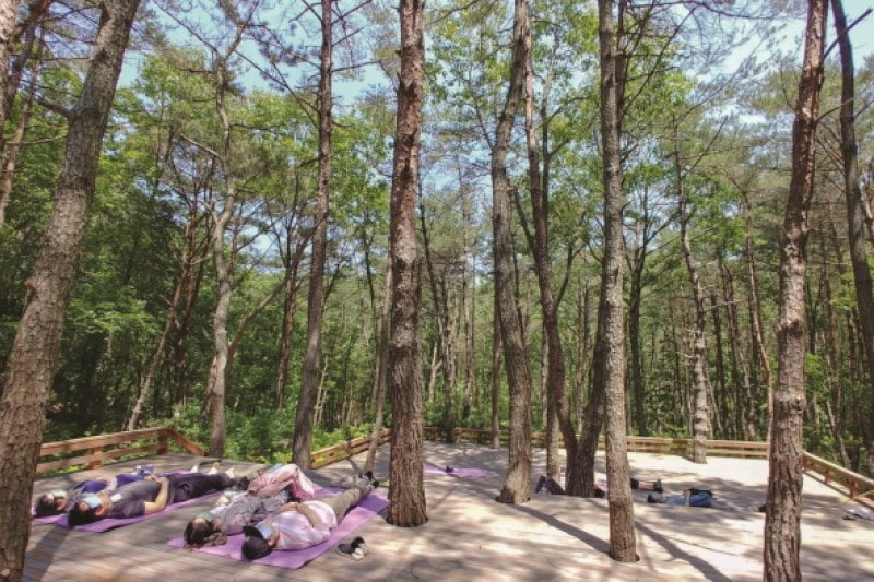 釜山 癒しの森（부산 치유의 숲） (1/6)