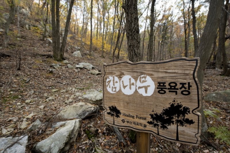 釜山 癒しの森（부산 치유의 숲） (5/6)