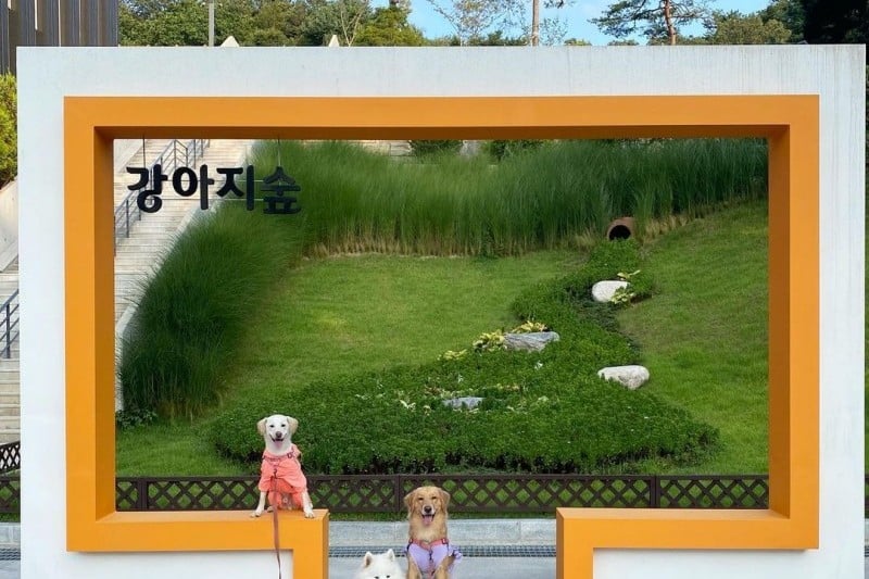 犬の森 (1/5)