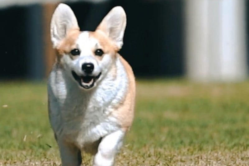 犬の森 (5/5)