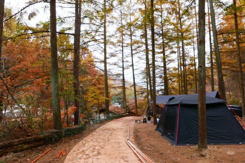 Pinocchio Forest江原道 (2/23)