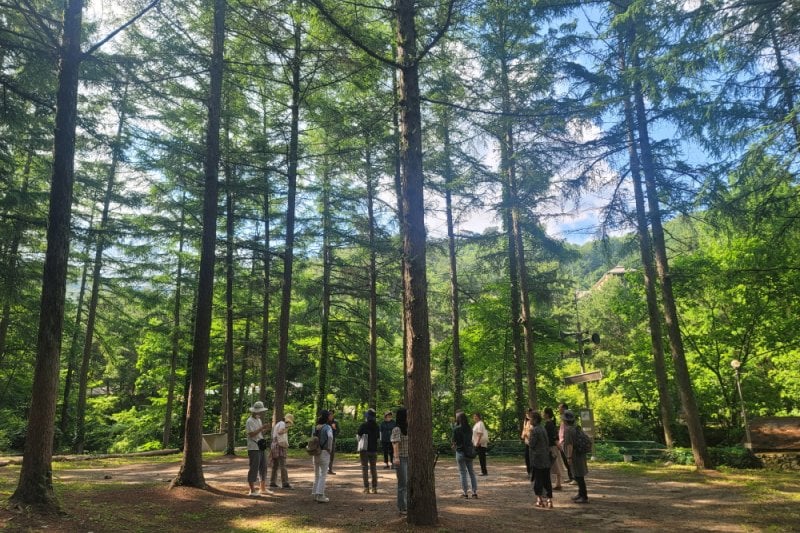 Pinocchio Forest江原道 (8/23)