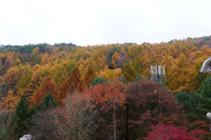 Pinocchio Forest江原道 (19/23)