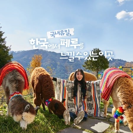 アルパカワールドチケット – 韓国で人気の多種動物パーク＆パフォーマンス