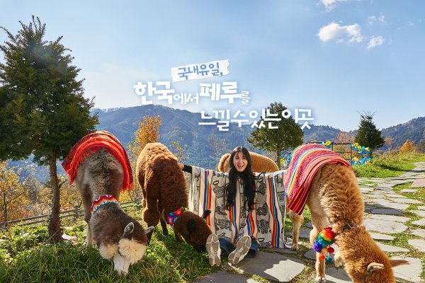 アルパカワールドチケット – 韓国で人気の多種動物パーク＆パフォーマンス