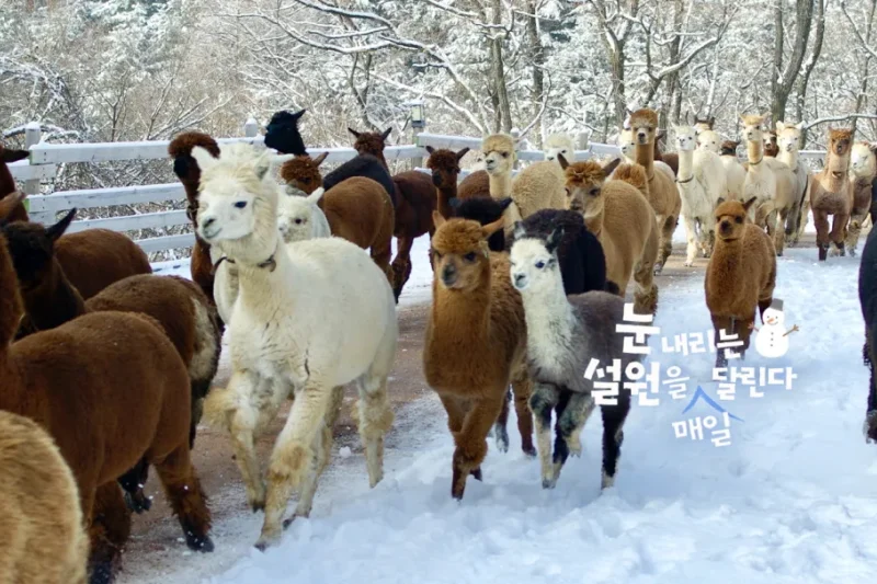 アルパカワールドチケット – 韓国で人気の多種動物パーク＆パフォーマンス
