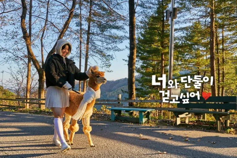 アルパカワールドチケット – 韓国で人気の多種動物パーク＆パフォーマンス