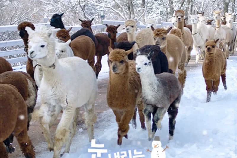 アルパカワールドチケット – 韓国で人気の多種動物パーク＆パフォーマンス