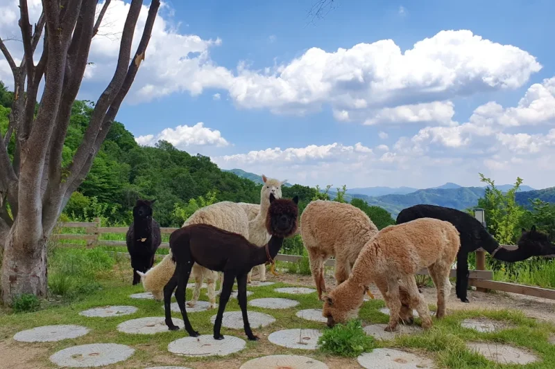 アルパカワールドチケット – 韓国で人気の多種動物パーク＆パフォーマンス