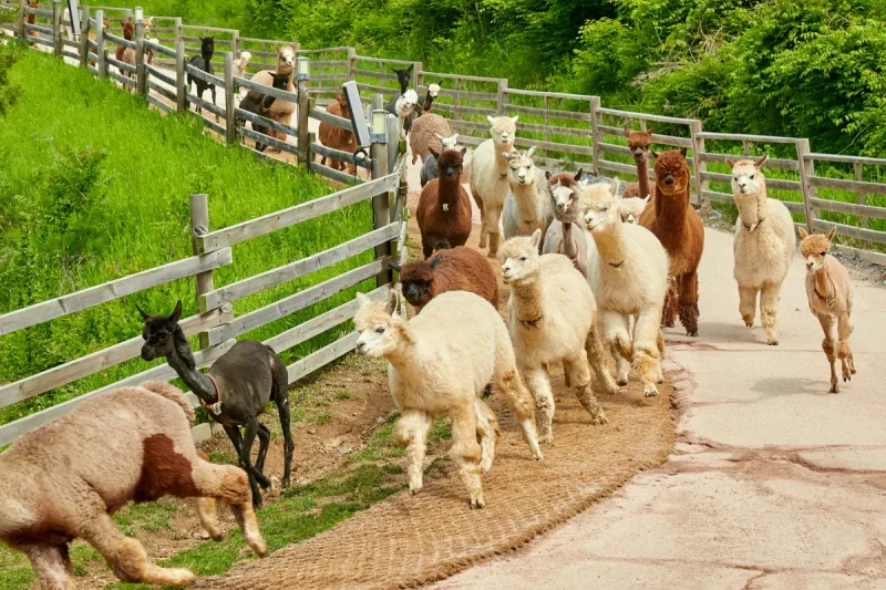 アルパカワールドチケット – 韓国で人気の多種動物パーク＆パフォーマンス