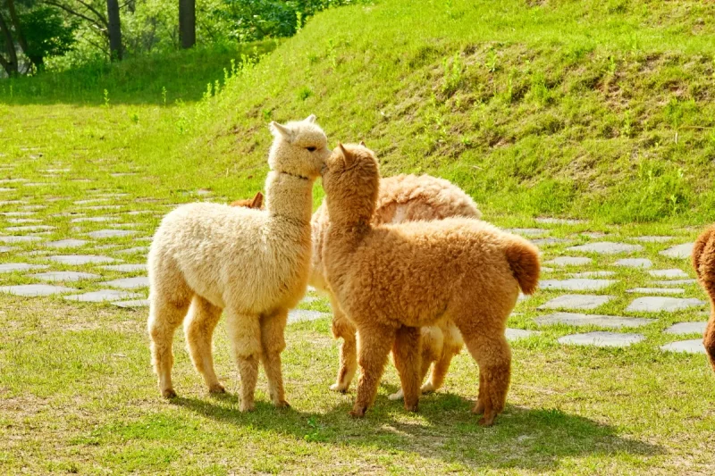 アルパカワールドチケット – 韓国で人気の多種動物パーク＆パフォーマンス