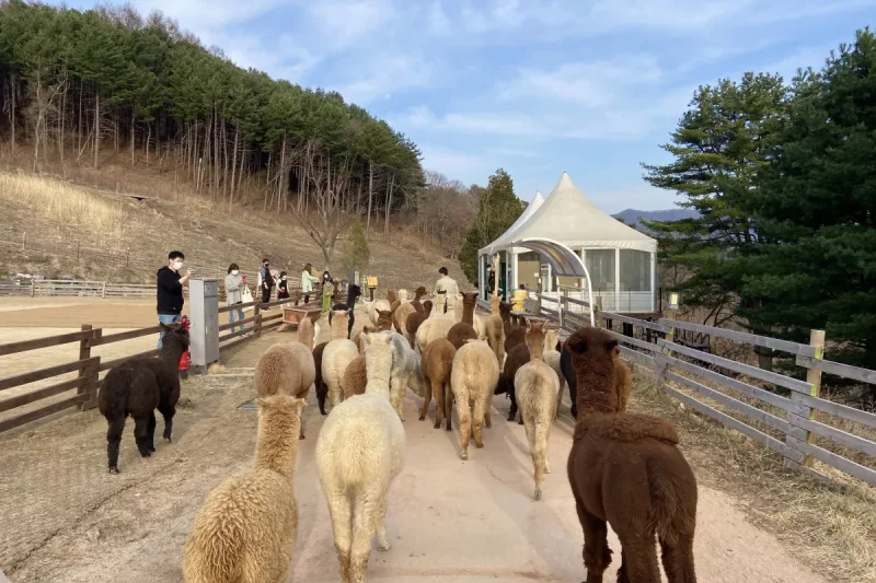 アルパカワールドチケット – 韓国で人気の多種動物パーク＆パフォーマンス