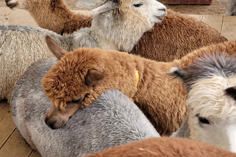 アルパカワールドチケット – 韓国で人気の多種動物パーク＆パフォーマンス