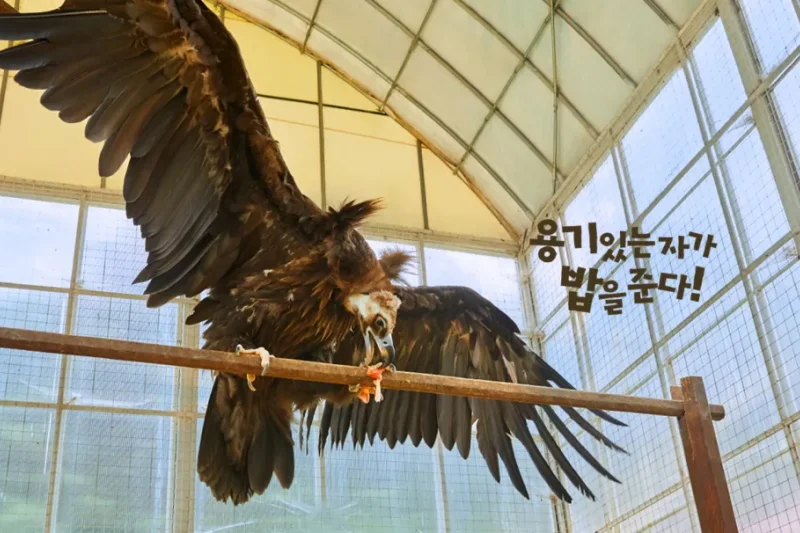 アルパカワールドチケット – 韓国で人気の多種動物パーク＆パフォーマンス