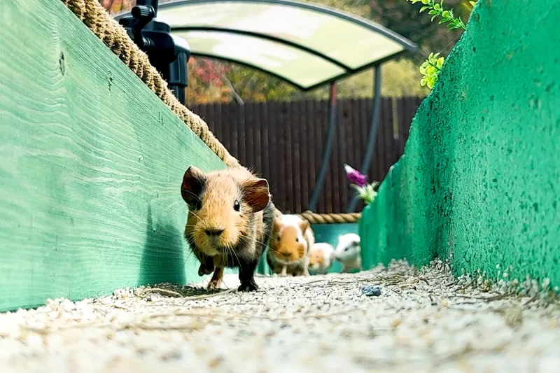 アルパカワールドチケット – 韓国で人気の多種動物パーク＆パフォーマンス
