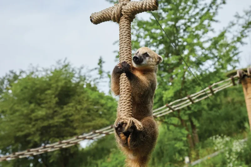アルパカワールドチケット – 韓国で人気の多種動物パーク＆パフォーマンス