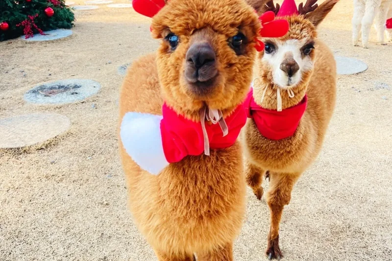 アルパカワールドチケット – 韓国で人気の多種動物パーク＆パフォーマンス